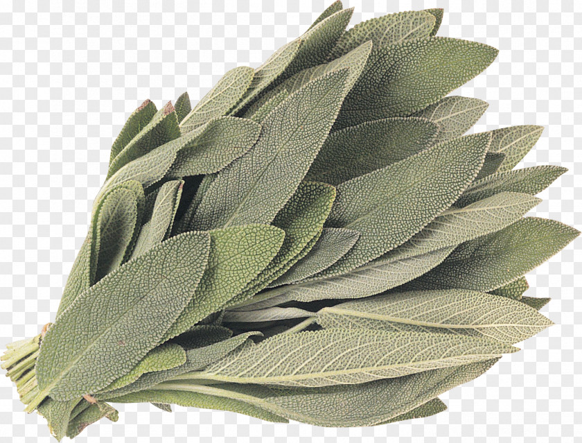 Medicinal Herbs White Sage Common Energy Smudging Plant PNG