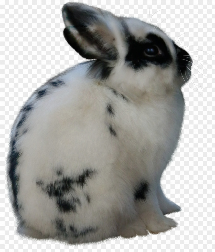 Rabbit Hare Domestic Animal Easter PNG