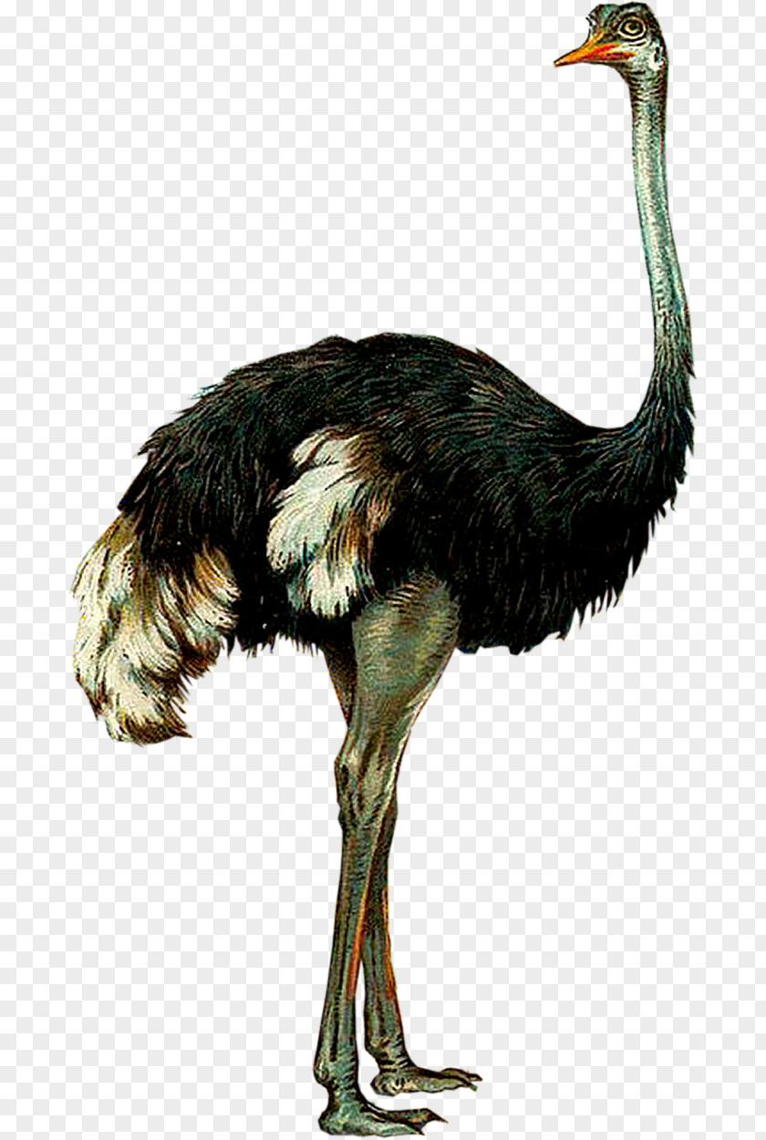 Bird Common Ostrich Emu Ratite PNG