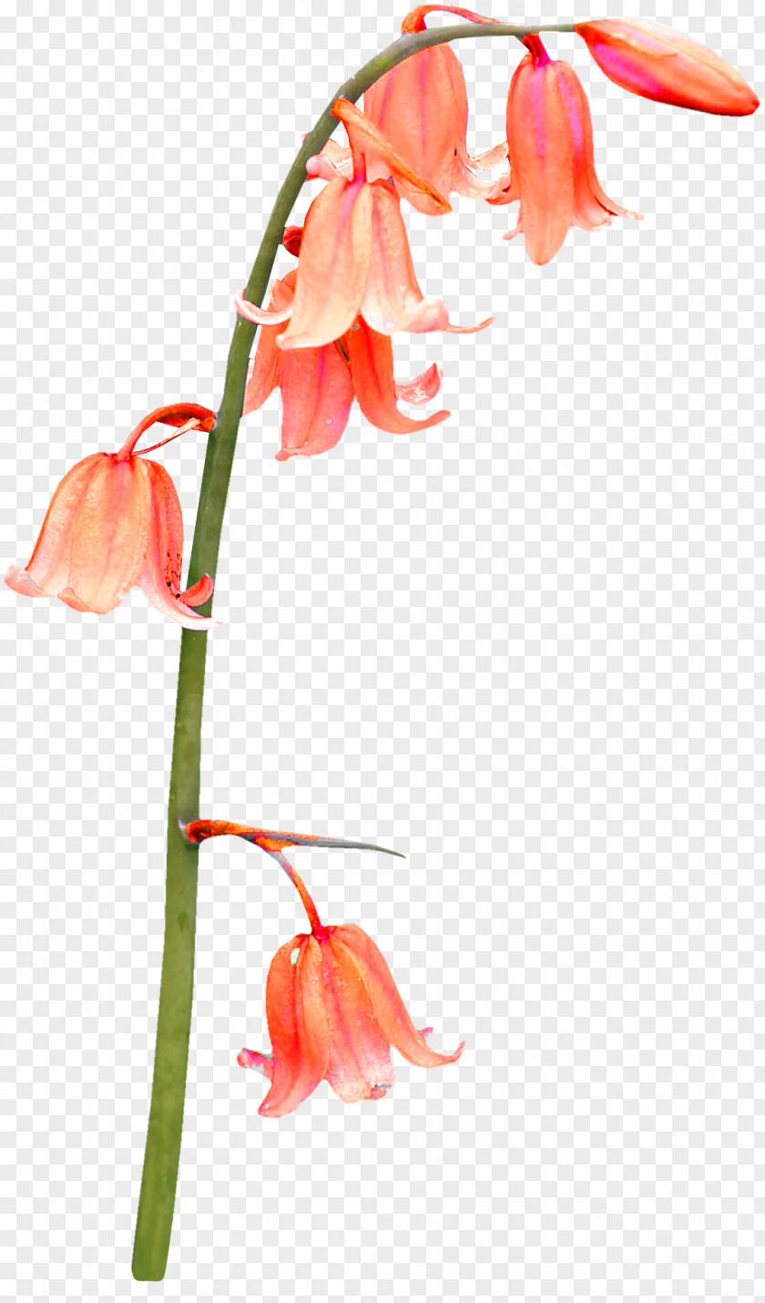 Flower Bunch Bellflowers Salvia Splendens Plant Clip Art PNG