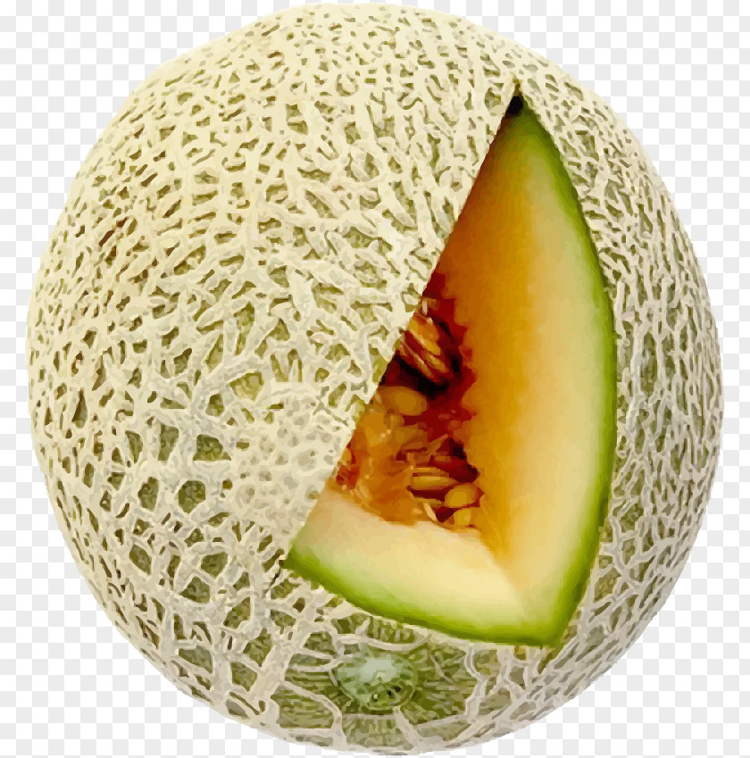 Vector Elements Melon Fruit Honeydew Cantaloupe Hami Galia PNG