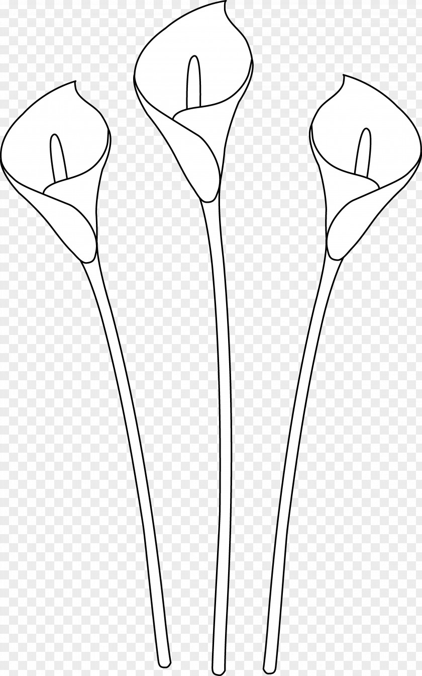 Calla Lily Pics Arum-lily Easter Drawing Line Art Clip PNG