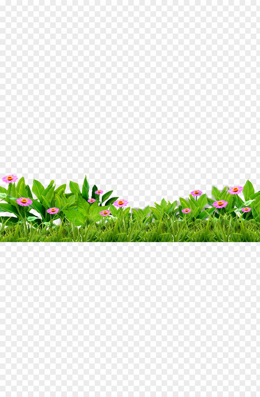 Grass, Flowers, Green, Flower Download PNG