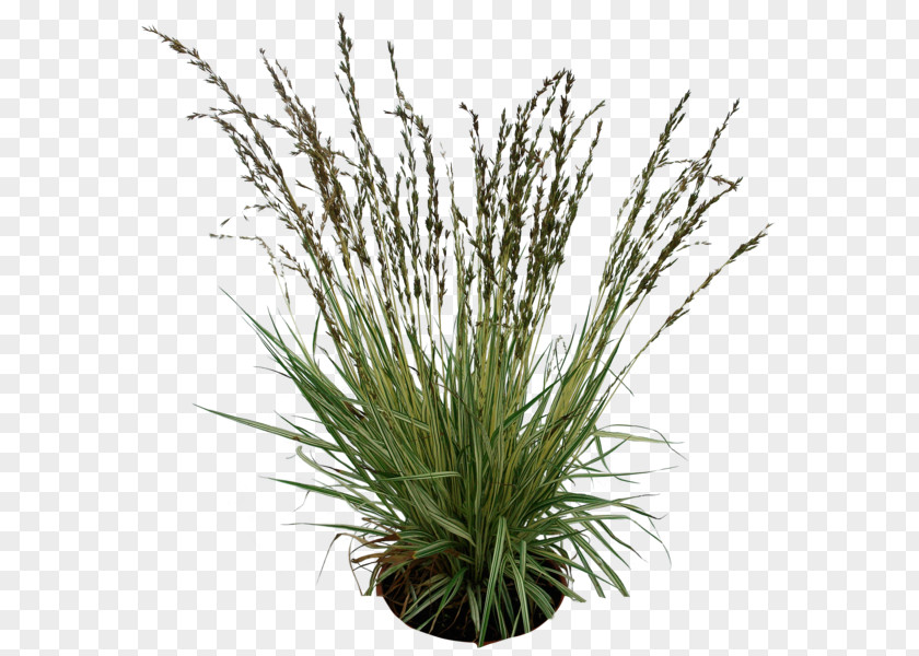 Grass Plant Clip Art PNG