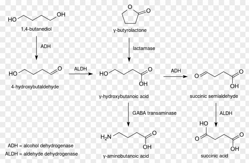 Pathway 1,4-Butanediol Gamma-hydroxybutyrate Acetic Acid Hydroxybutyric PNG