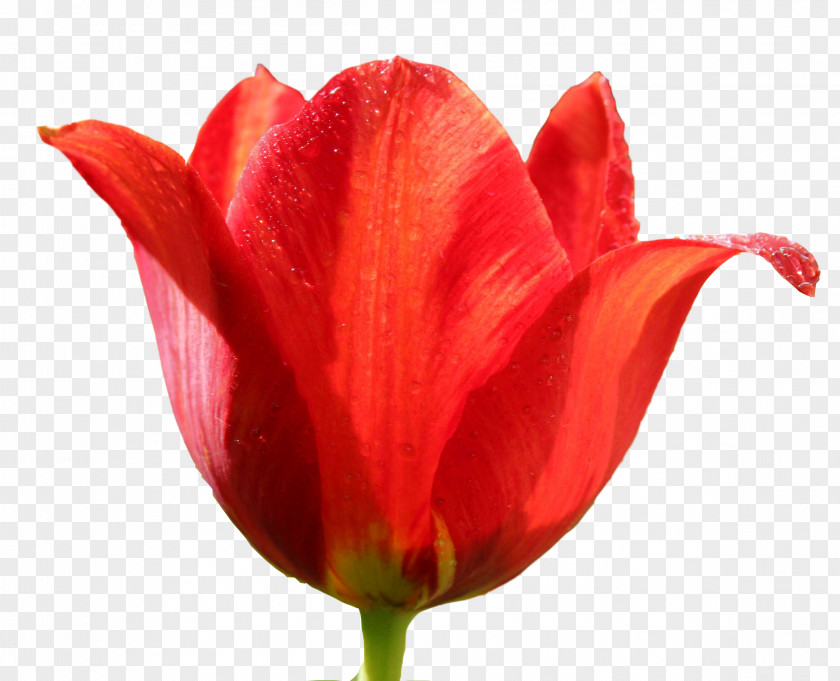 Tulip Image Clip Art PNG