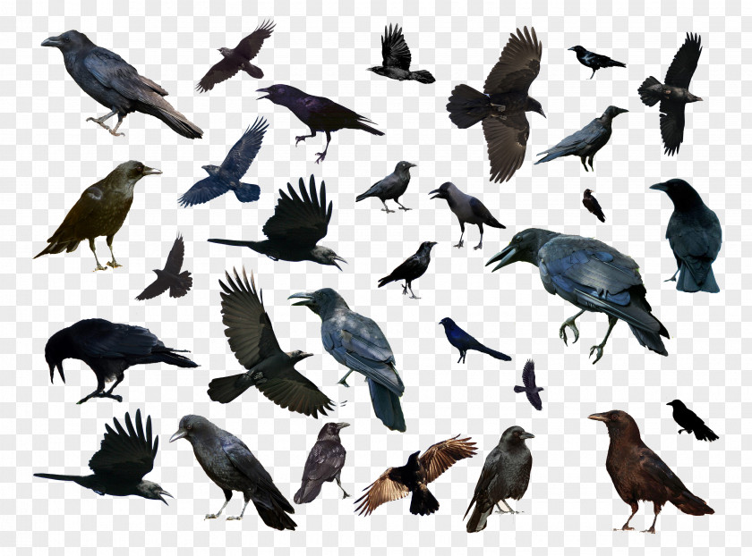 Birds And Bird Common Raven Animal PNG