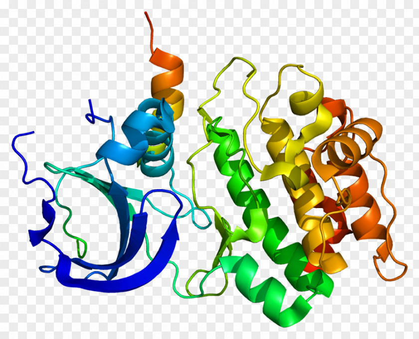 Cell Cycle Regulation TPX2 Gene Aurora A Kinase Microtubule Structure PNG