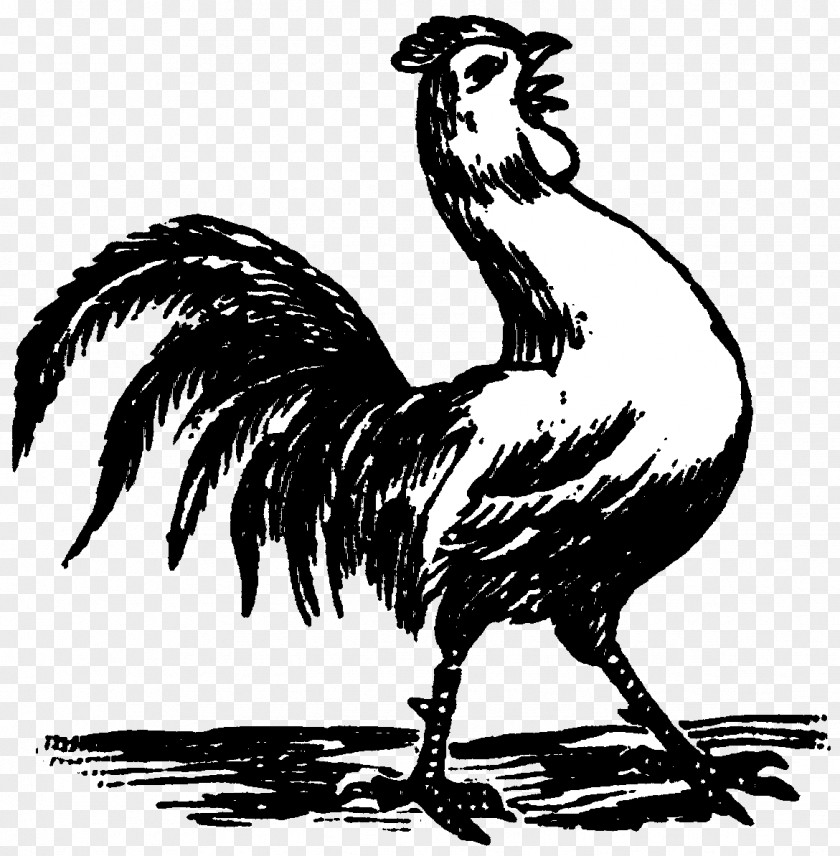 Chicken Gallo Negro Gamecock Rooster Drawing PNG