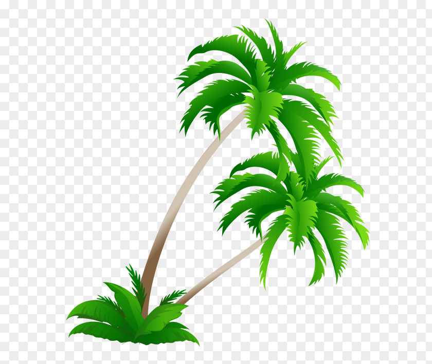 Coconut Tree Material Arecaceae Clip Art PNG