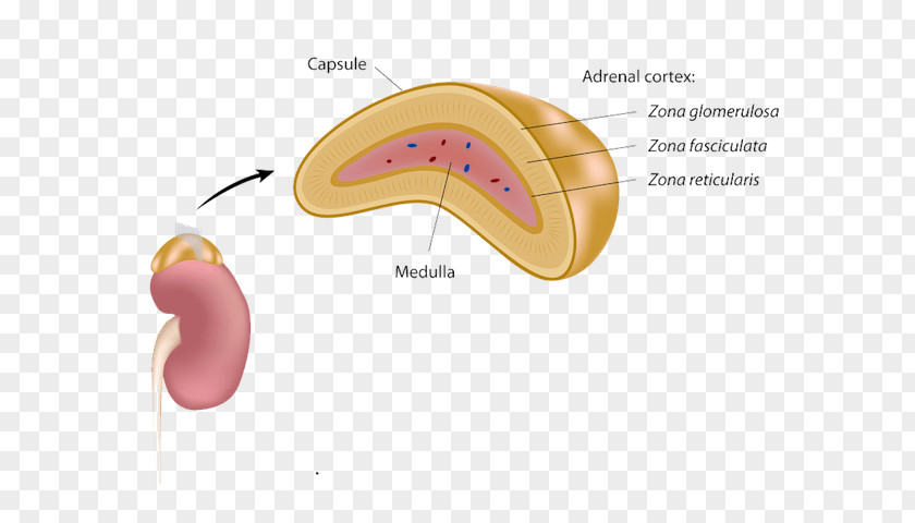 Gland Adrenal Medulla Endocrine System Stock Photography PNG