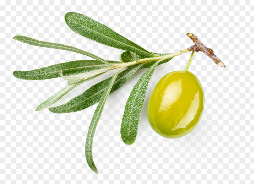 Olive Oil Wheat Germ Seed PNG