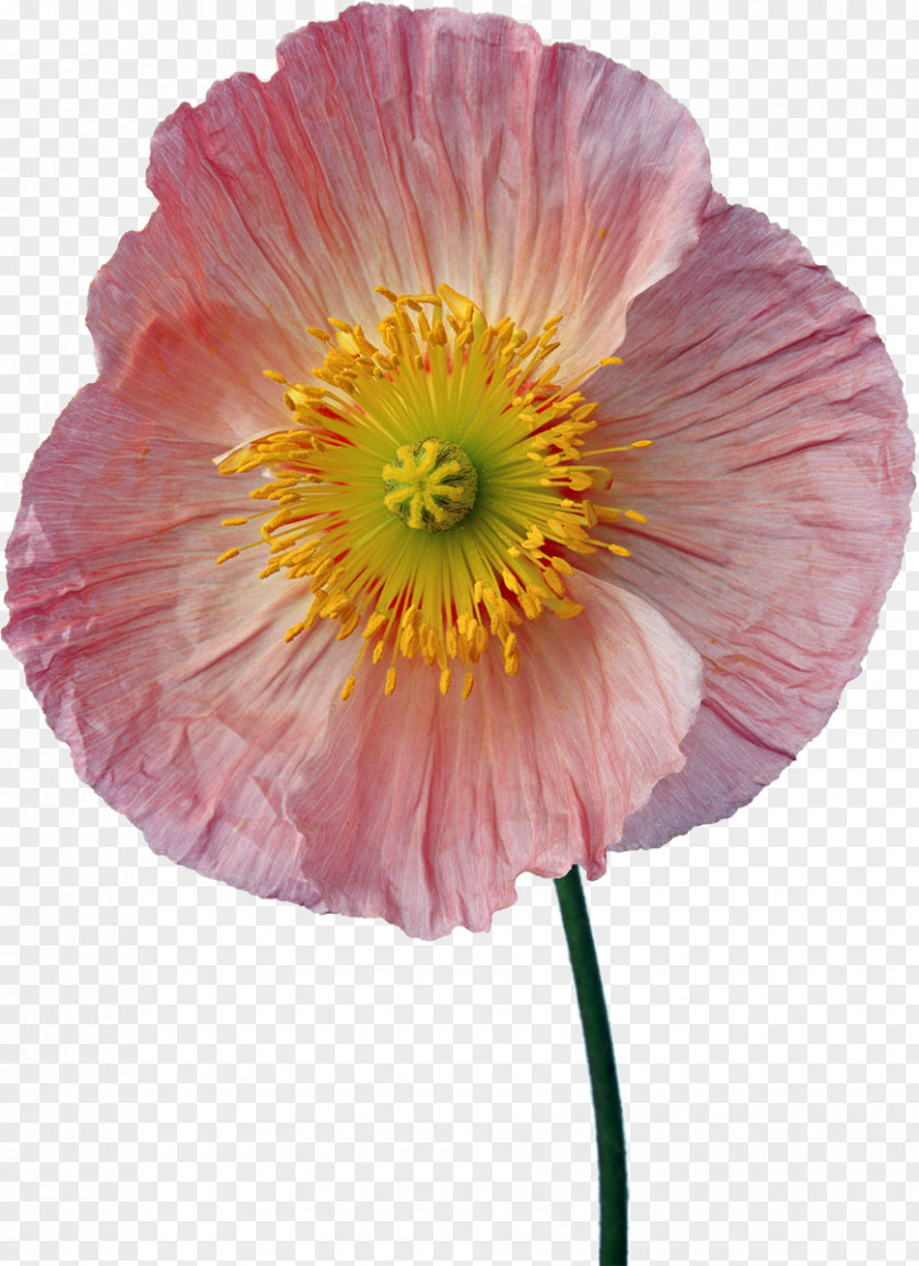 Poppies Poster Clip Art PNG