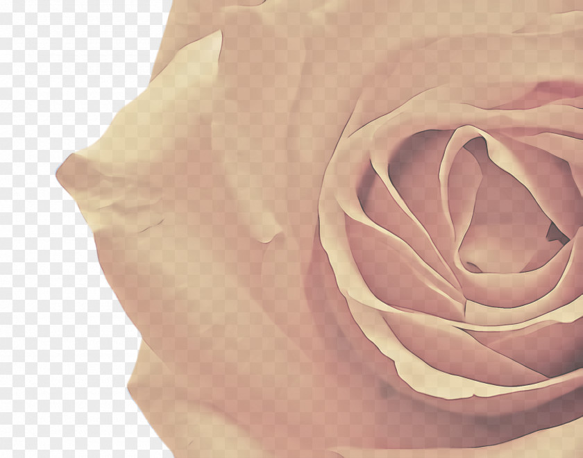 Rose Order Plant Garden Roses PNG