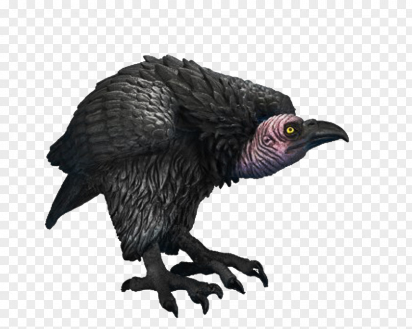 Turkey Bird Vulture Beaky Buzzard PNG