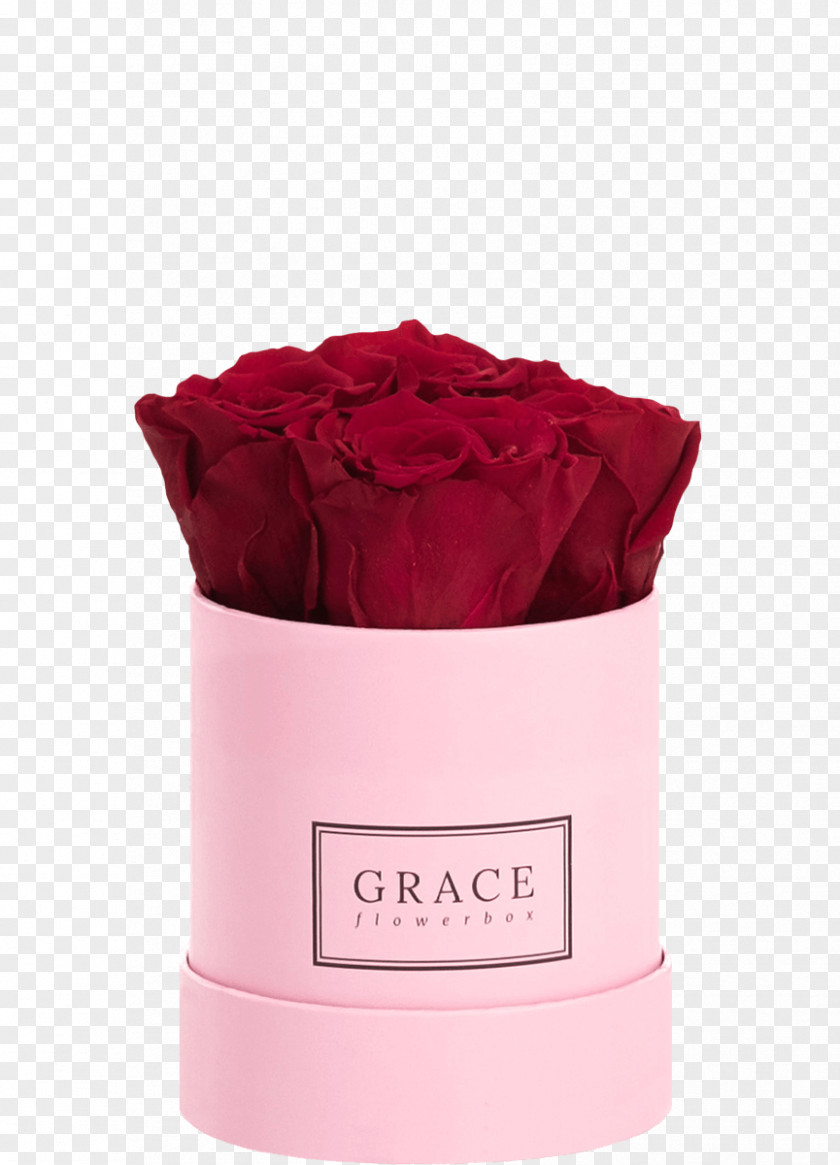 Burgundy Rose Pink M PNG