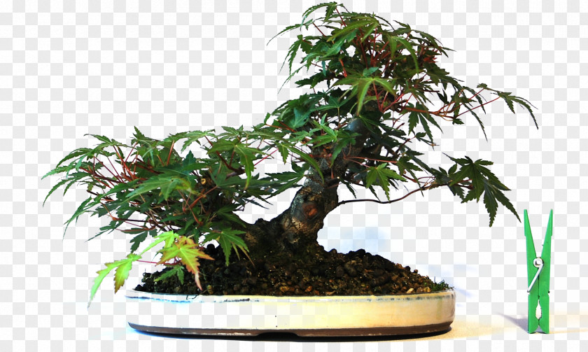 Rheum Palmatum Chinese Sweet Plum Flowerpot Tree Sageretia PNG