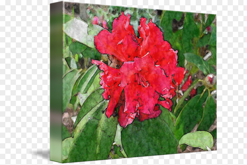 Rhododendron Azalea Canna Annual Plant Herbaceous PNG