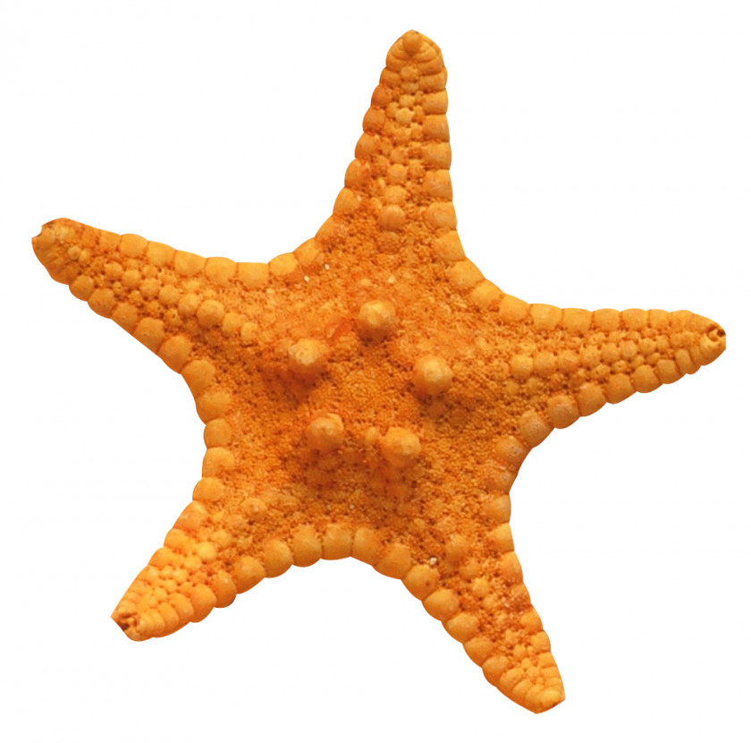 Starfish Loutsa Sponge Sea Beach PNG