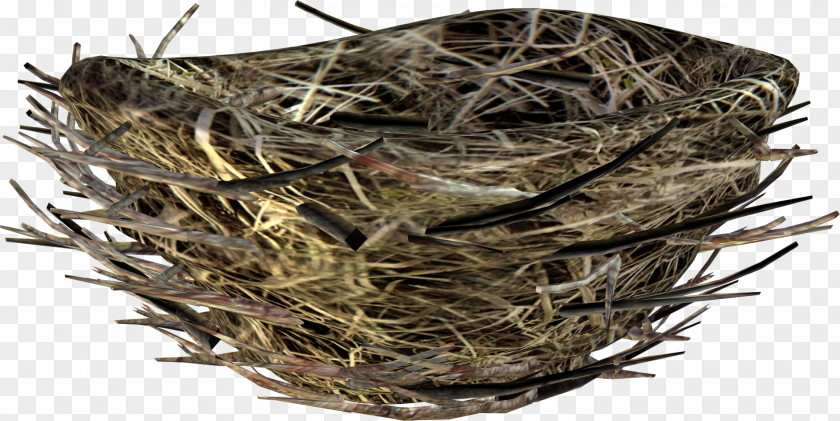 Bird Nest Image PNG