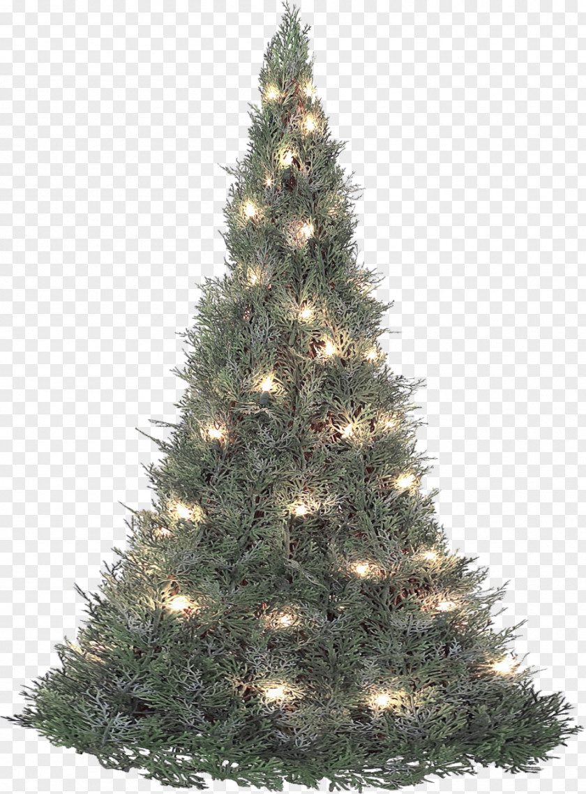 Christmas Tree Boston Fir Pine PNG