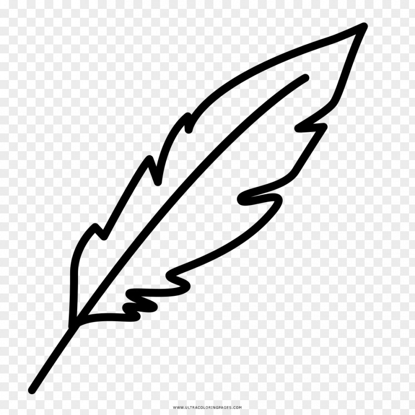 Painting Drawing Coloring Book Feather PNG