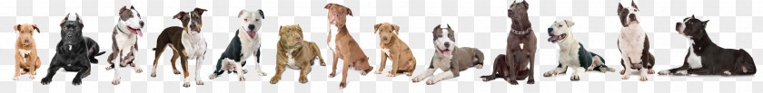 Pit Bull Dog American Bully Terrier Staffordshire PNG