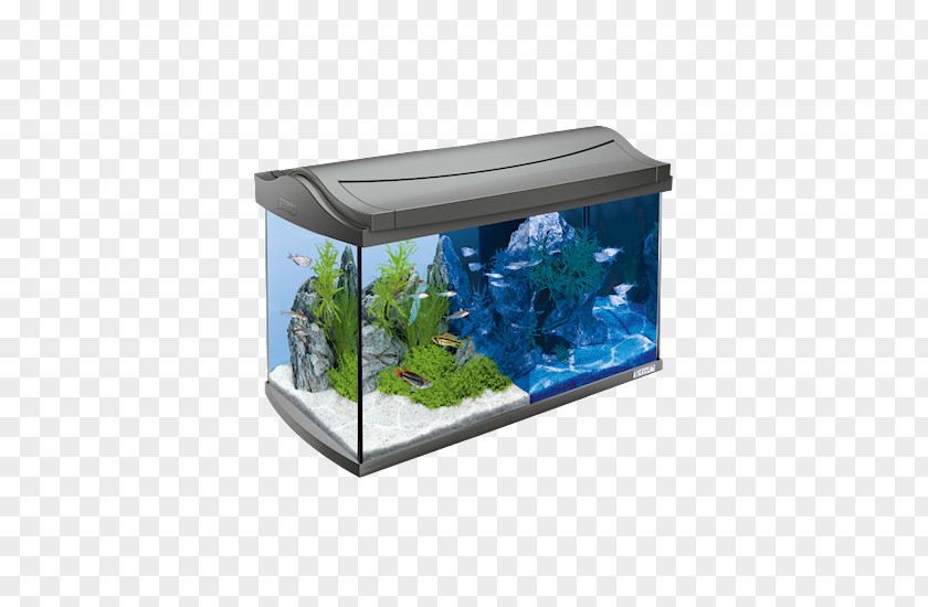 Siamese Fighting Fish Goldfish Aquarium Tetra Light-emitting Diode PNG