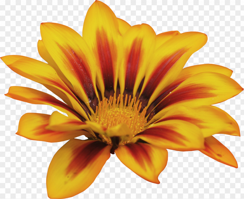 Sunflower Cut Flowers Clip Art PNG