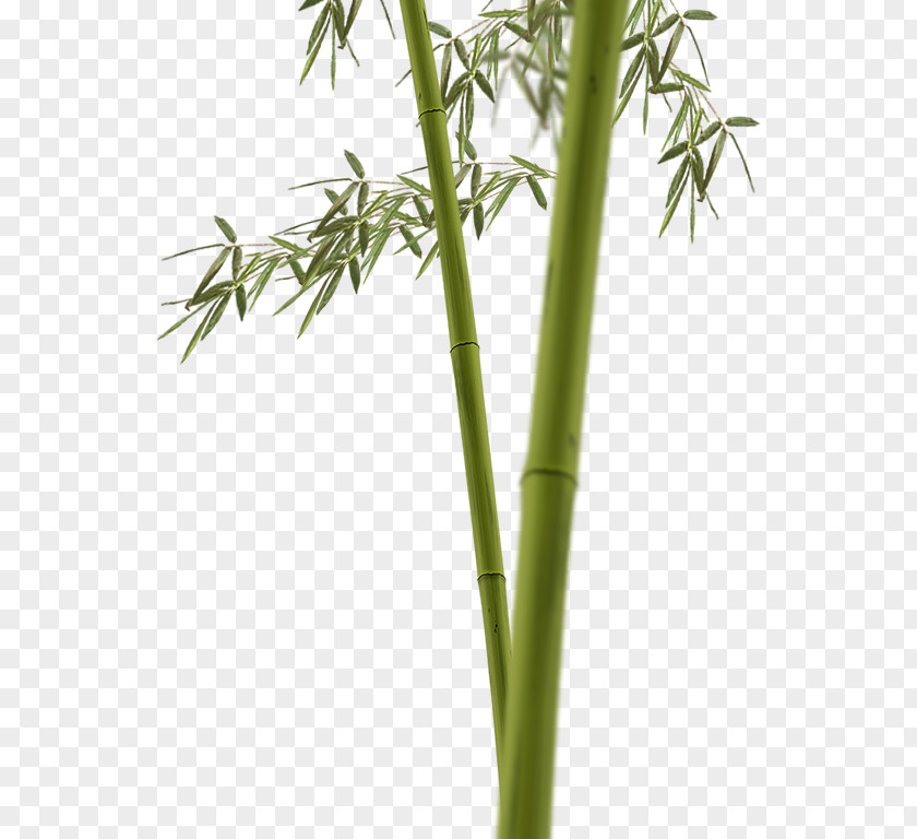 Bam Tropical Woody Bamboos Flowerpot PNG