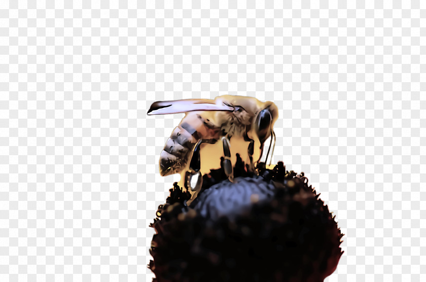 Bumblebee Hornet PNG
