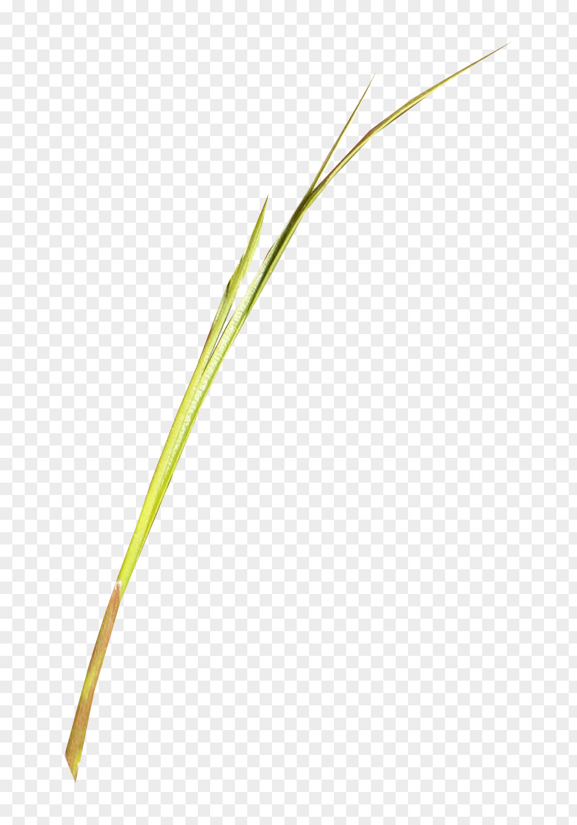 Green Grass Material Yellow Angle Pattern PNG