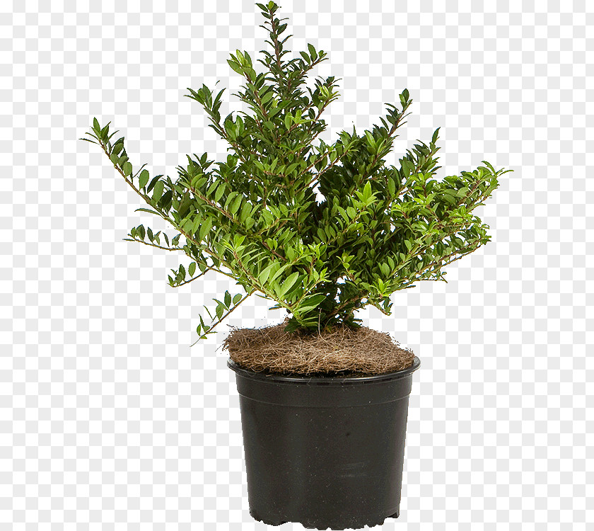 Ilex Aquifolium English Yew Japanese Holly Houseplant Evergreen PNG