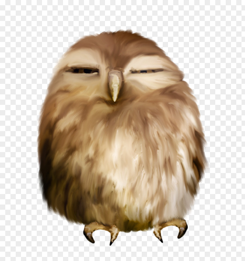 Owl Animation Clip Art PNG