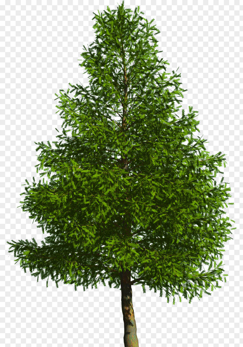Tree Evergreen Pine Douglas Fir PNG