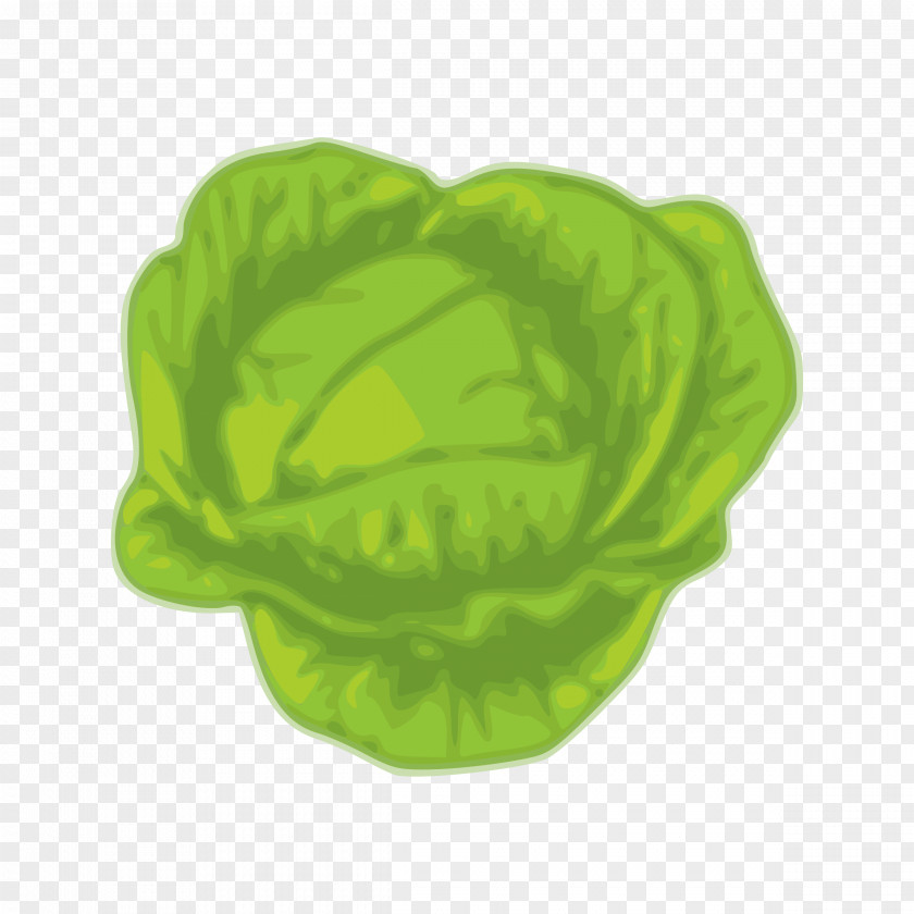 Cabbage Greens Savoy Vegetable Cauliflower PNG