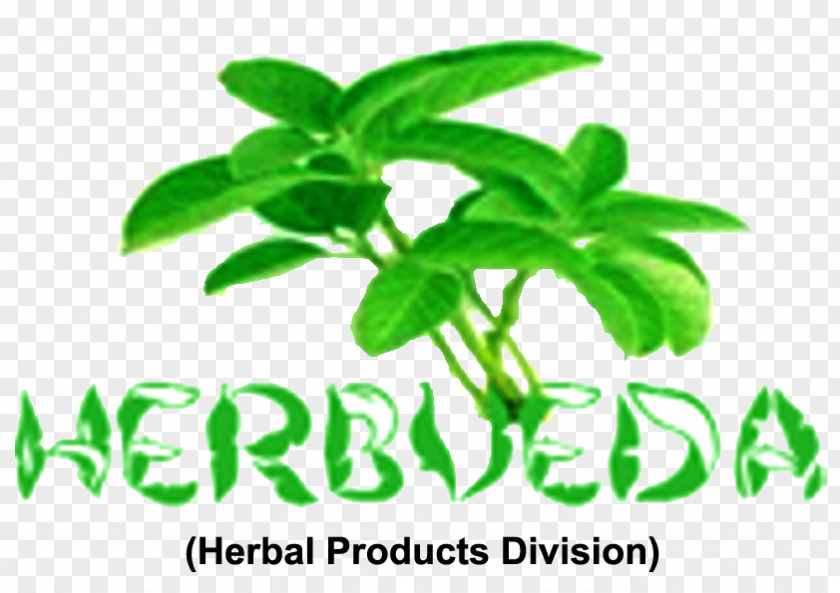 India Herbalism Holy Basil PNG