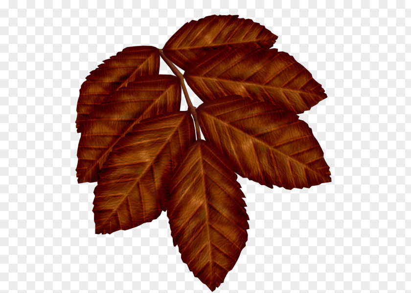Leaf Red Maple PNG