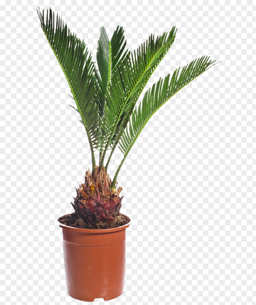 Plant Growth Arecaceae Canary Island Date Palm Rhapis Excelsa Seed PNG