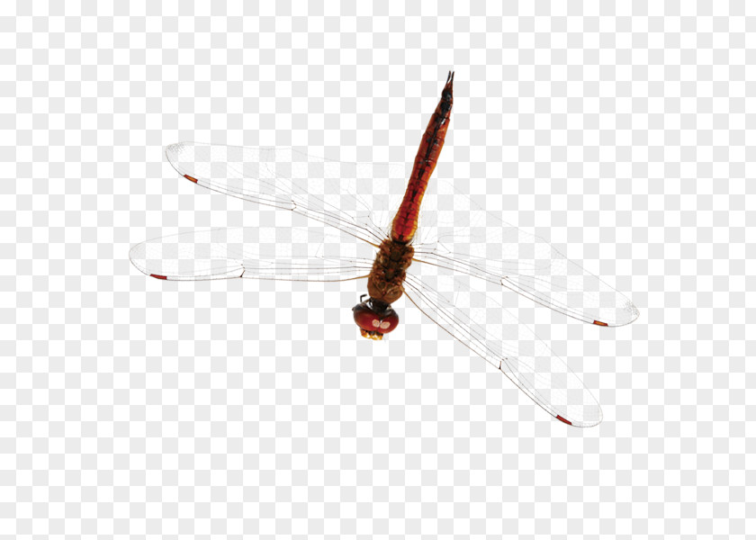 Red Dragonfly Brown PNG