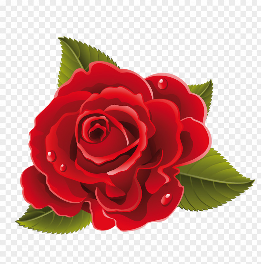Rose Flower Drawing Red PNG