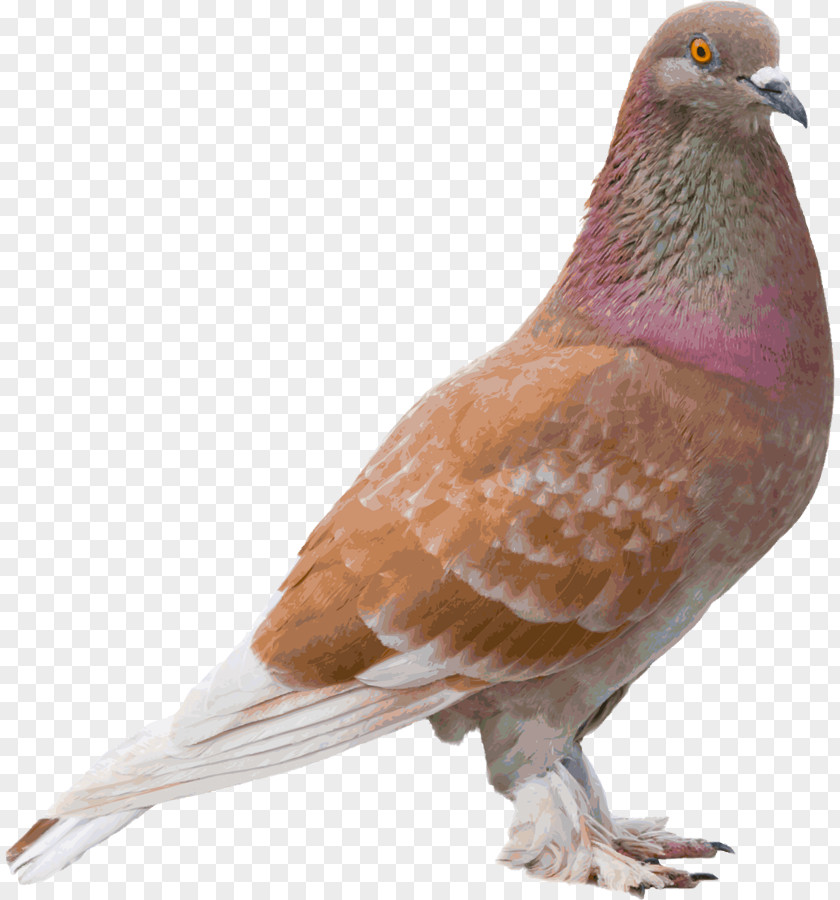 Bird Columbidae Image Photography Color PNG