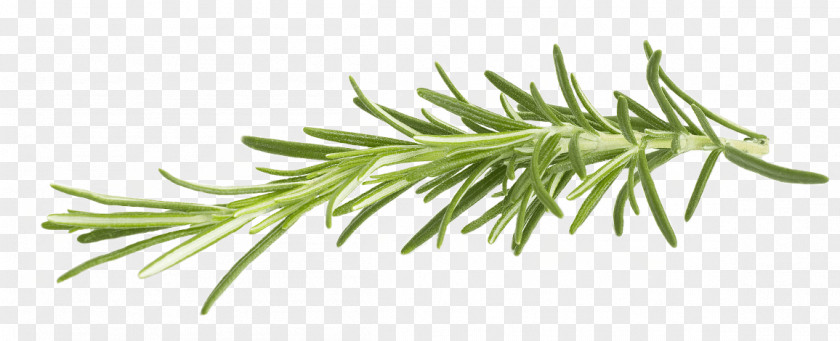Rosemary Herb Clip Art PNG