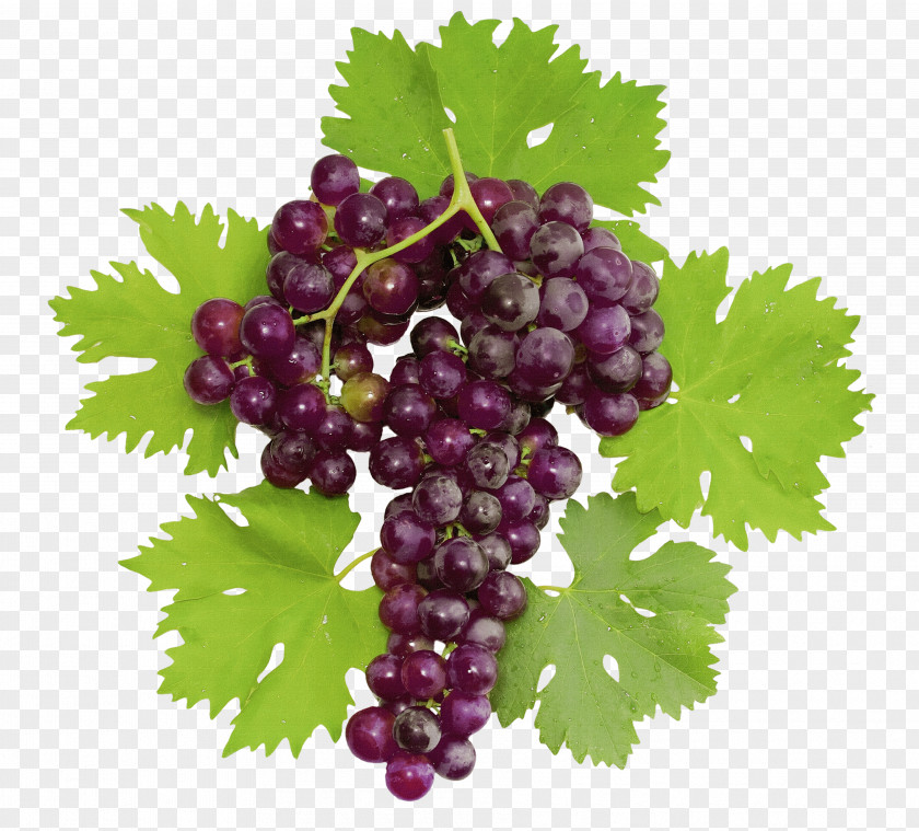 Wine Common Grape Vine Dolma Stock Photography PNG