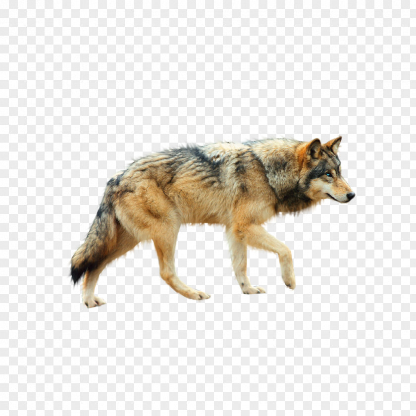Wolf Dog Arctic Coyote Clip Art PNG