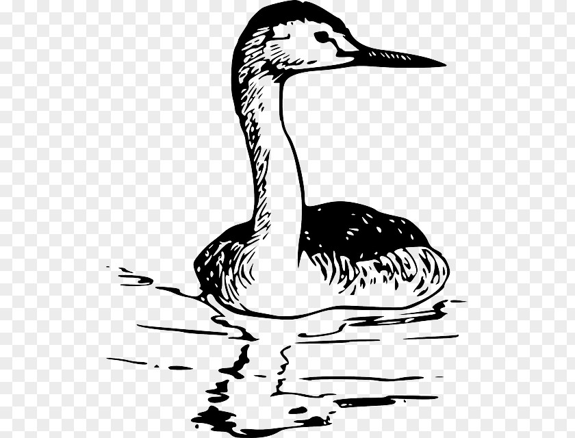 Bird Clip Art Openclipart Image Grebes PNG