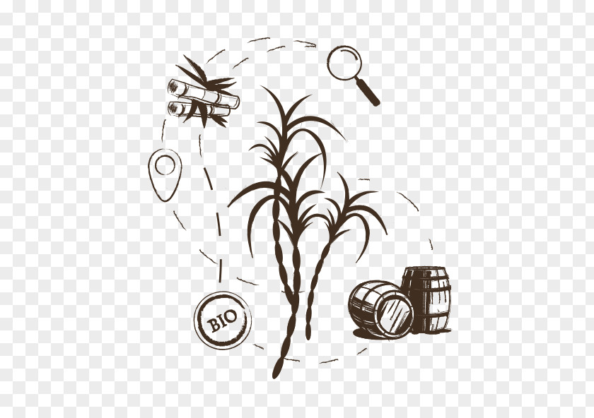 Rhum /m/02csf Drawing Insect Tibia Clip Art PNG