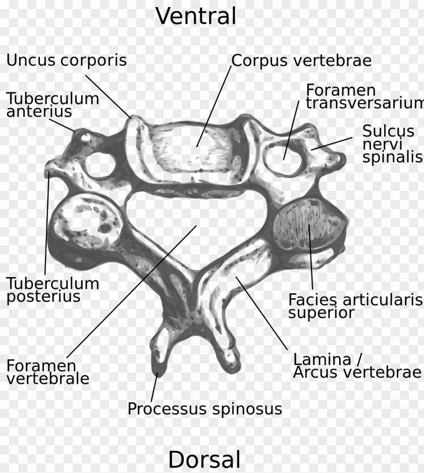 Vertebra Cervical Vertebrae Intervertebral Foramen Vertebral Column Spinous Process PNG