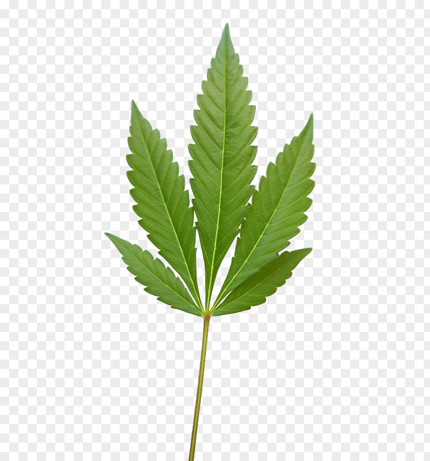 Cannabis PNG