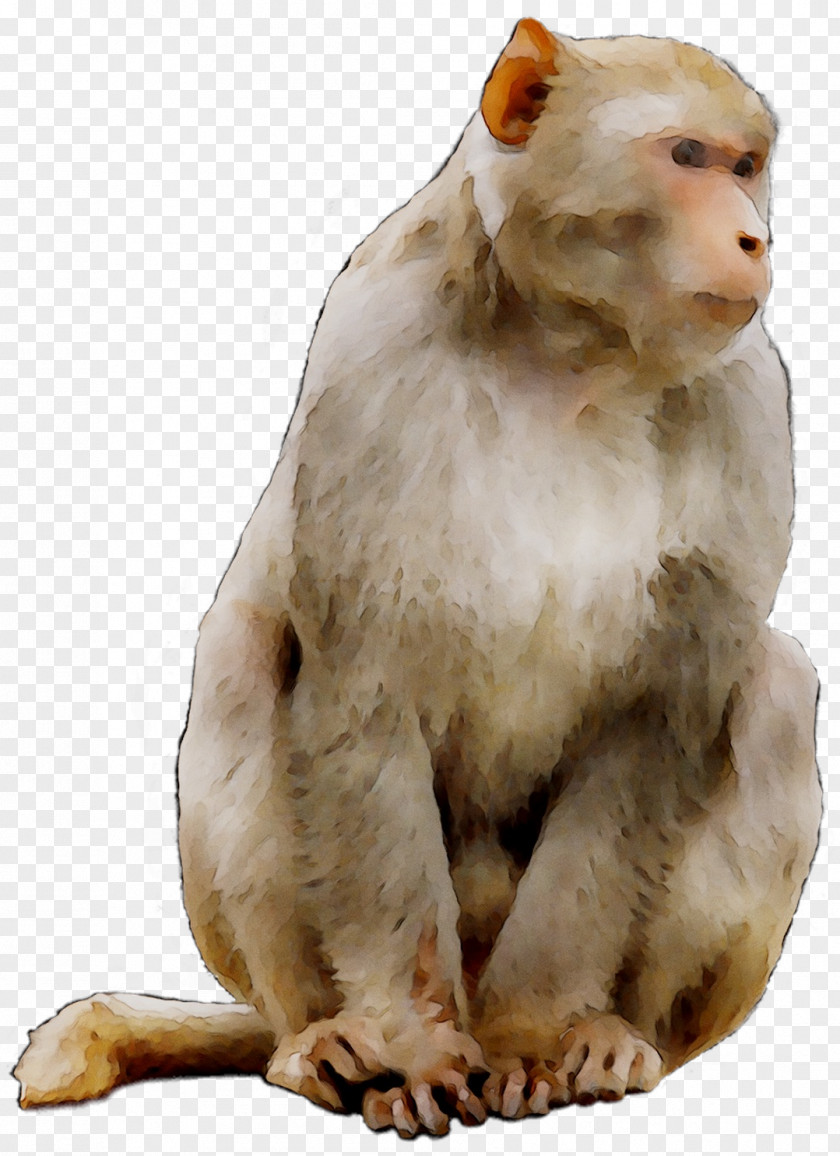 Macaque Horoscope Chinese Astrology Year Monkey PNG